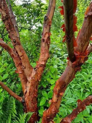 Acer griseum rotated