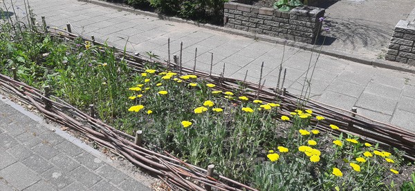 Tegels eruit, groen erin 2 Tegels eruit groen erin, Piekfijn Tuinontwerp