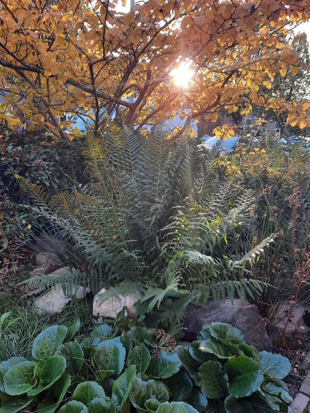Vrolijke Bloementuin, Piekfijn tuinontwerp